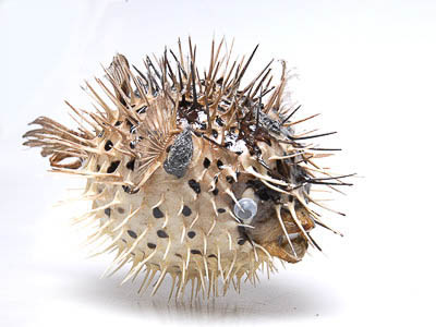 Сухие препараты