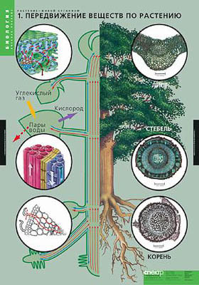 Таблицы демонстрационные "Растение - живой организм"