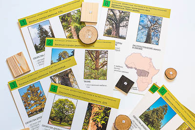 Коллекция "Древесные растения и их распространение" (демонстрационная)